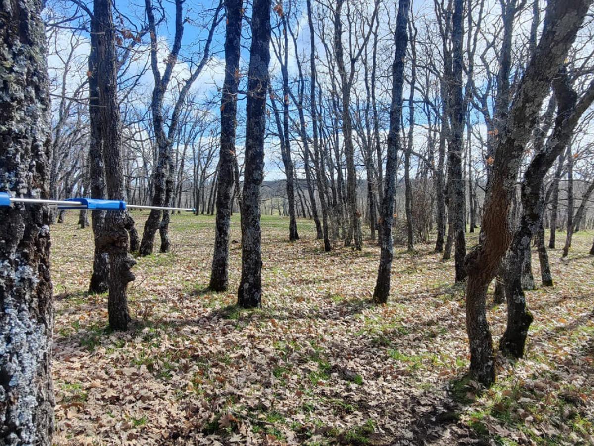 Rosales demostrativos en Gredos LIFE REBOLLO